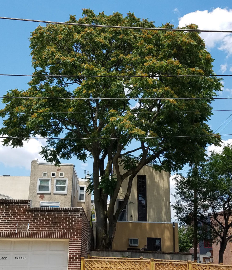 Big Old Tree Looking North from Manton St